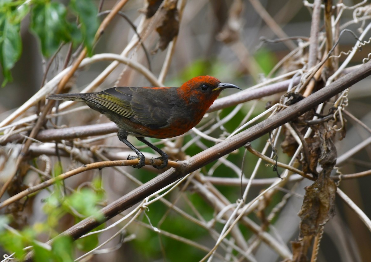 Micronesian Myzomela - ML623550031