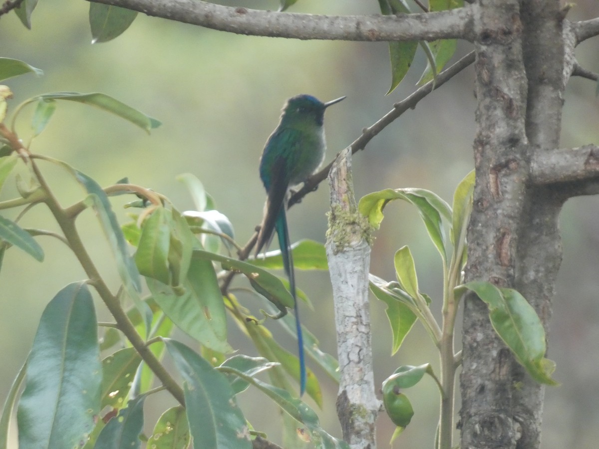 Long-tailed Sylph - ML623550048