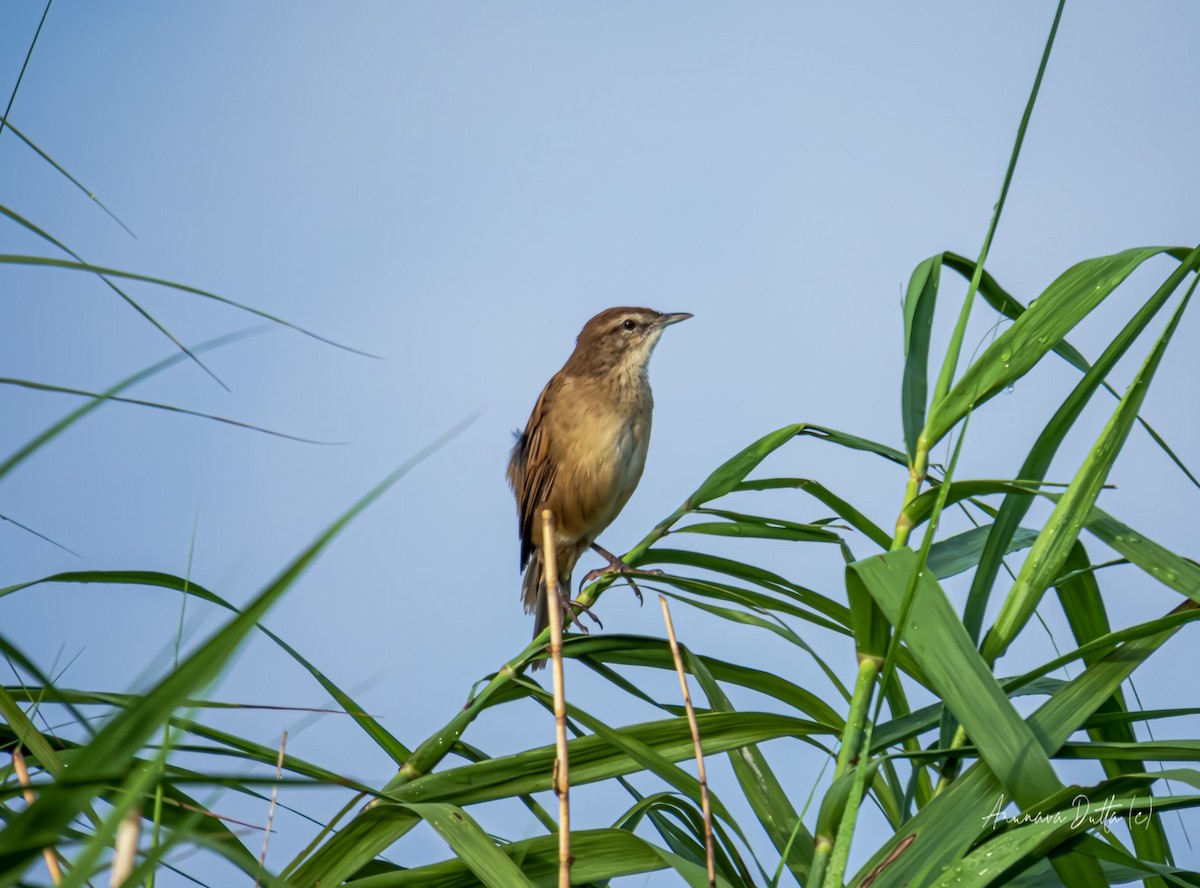 Striated Grassbird - ML623550052