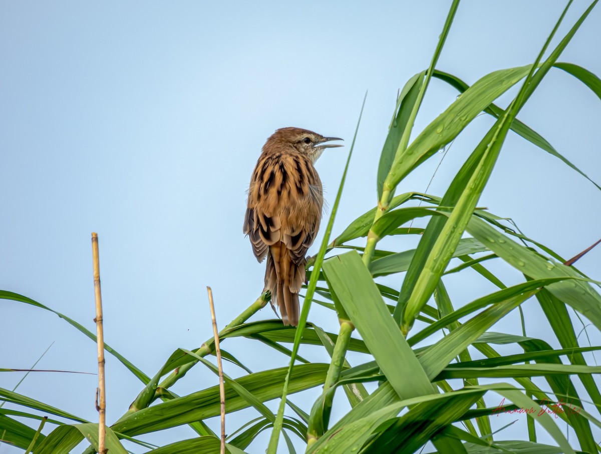 Striated Grassbird - ML623550053