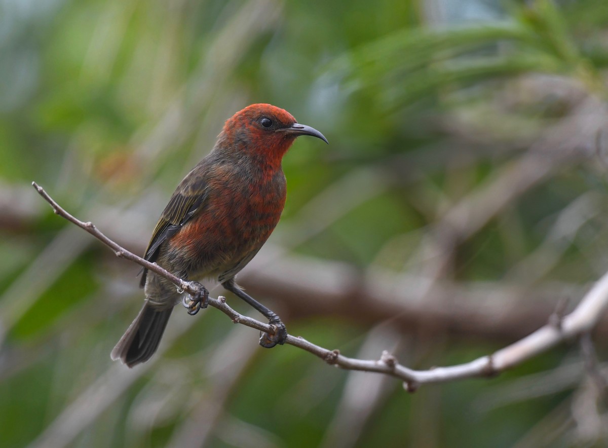 Micronesian Myzomela - ML623550065