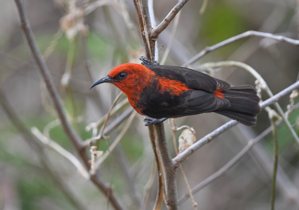 Micronesian Myzomela - ML623550075