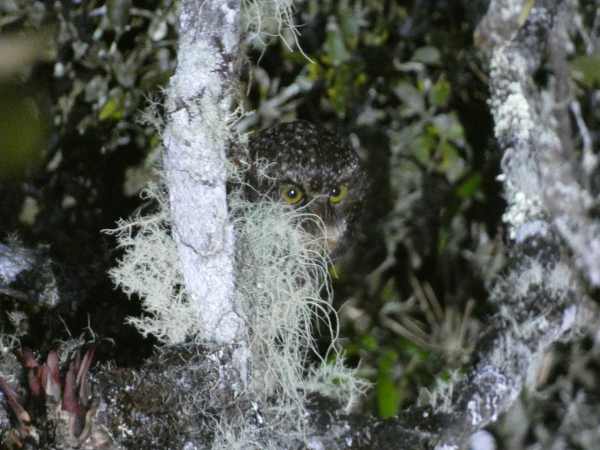 White-throated Screech-Owl - Daniel Soria