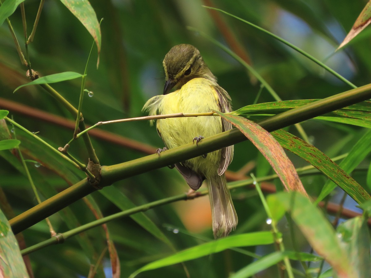 Mosquerito Amarillo - ML623550150