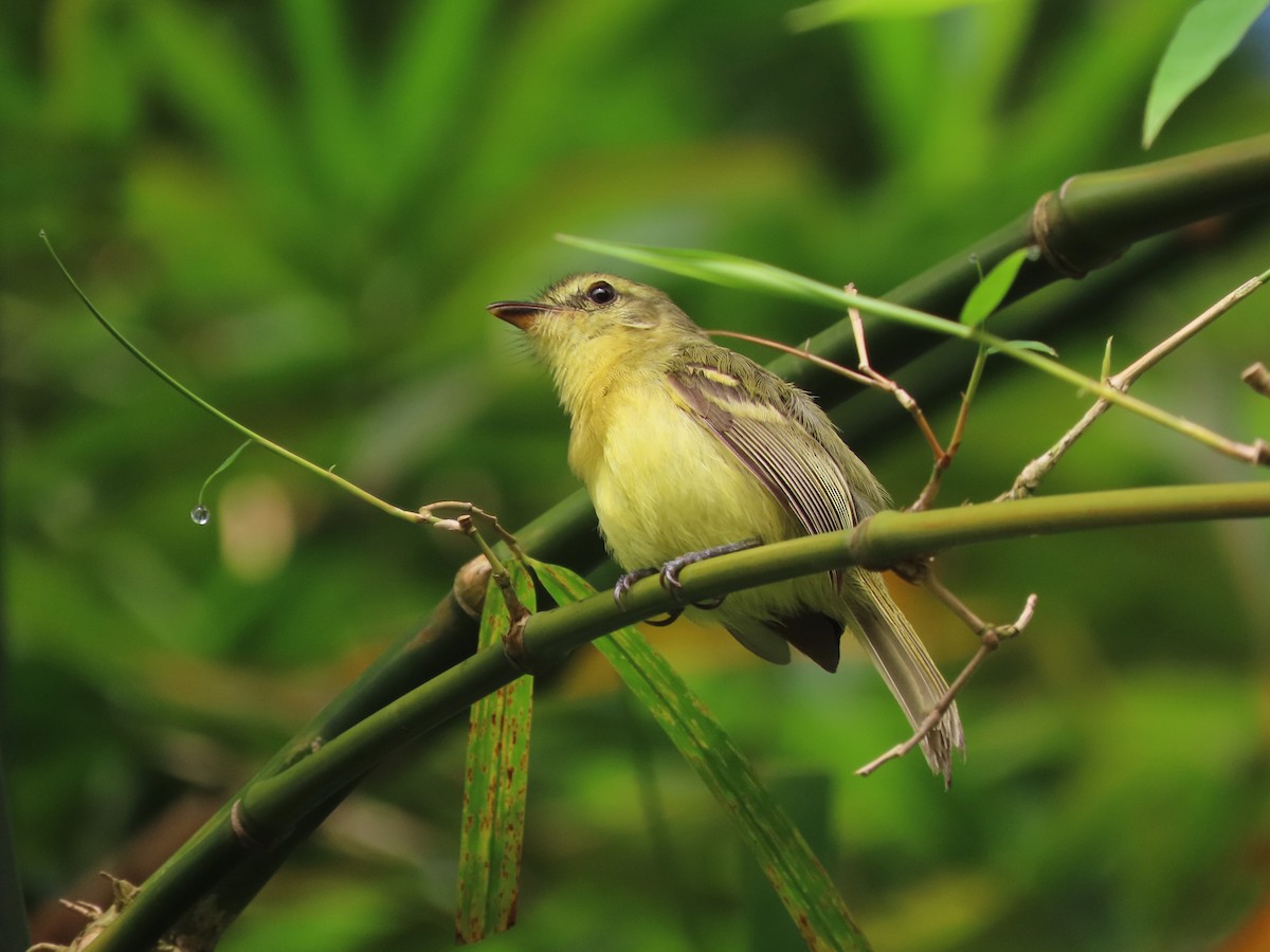 Mosquerito Amarillo - ML623550152