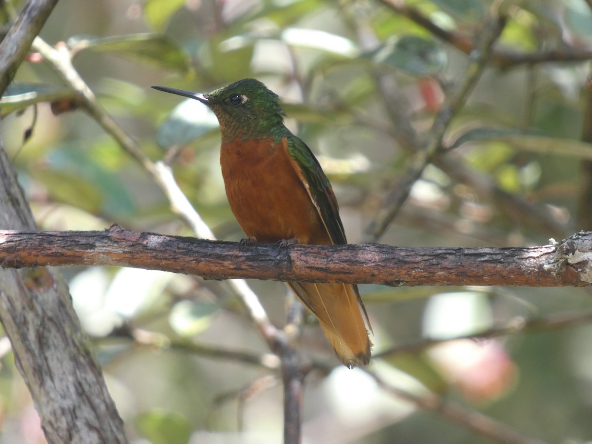 Chestnut-breasted Coronet - ML623550156