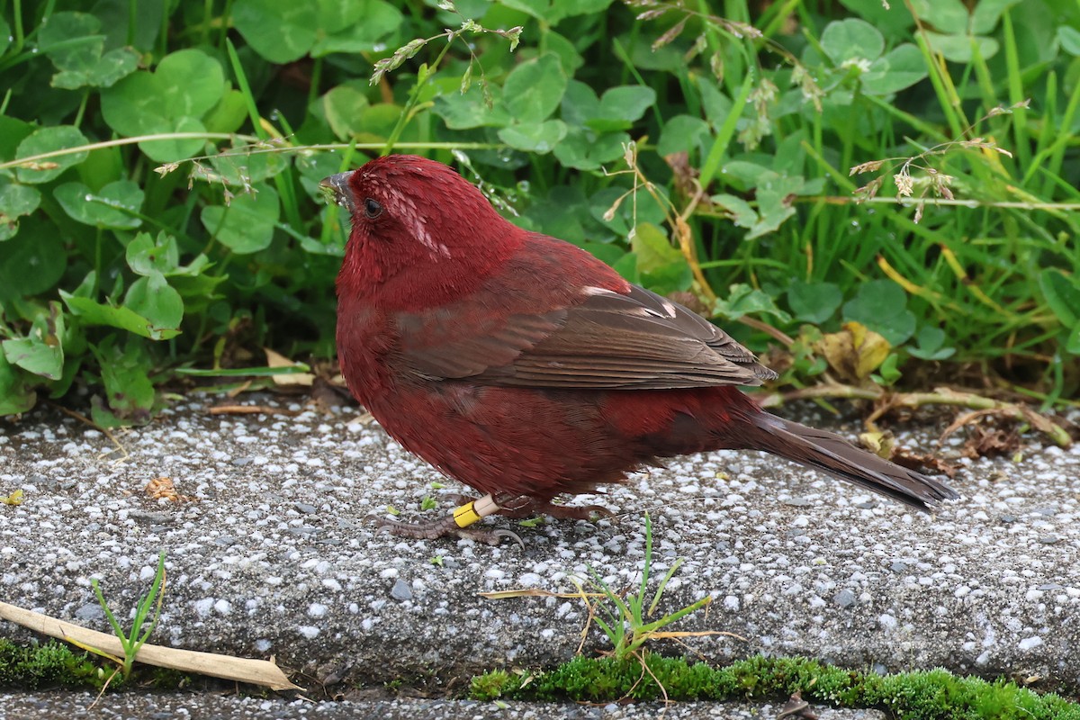 Taiwan Rosefinch - Yu-Wei (昱緯) LI (李)