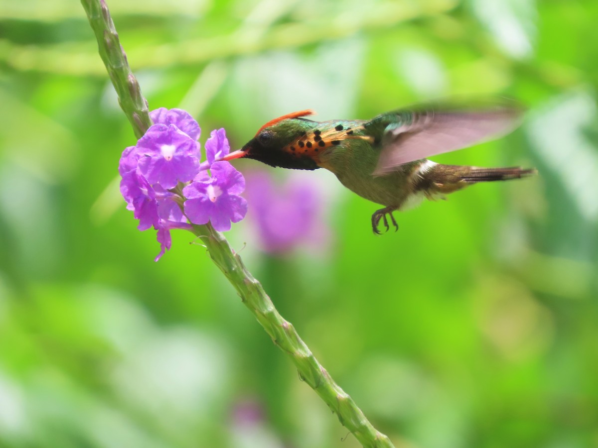 Tufted Coquette - ML623550235