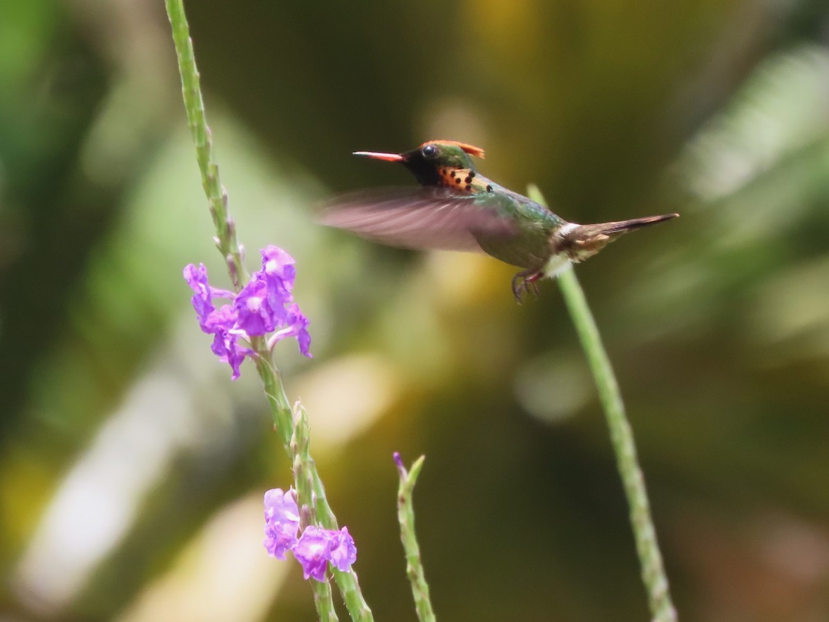 Tufted Coquette - ML623550236