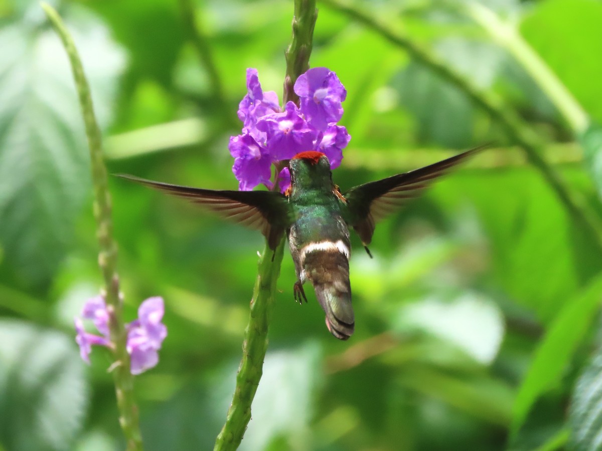 Tufted Coquette - Hugo Foxonet