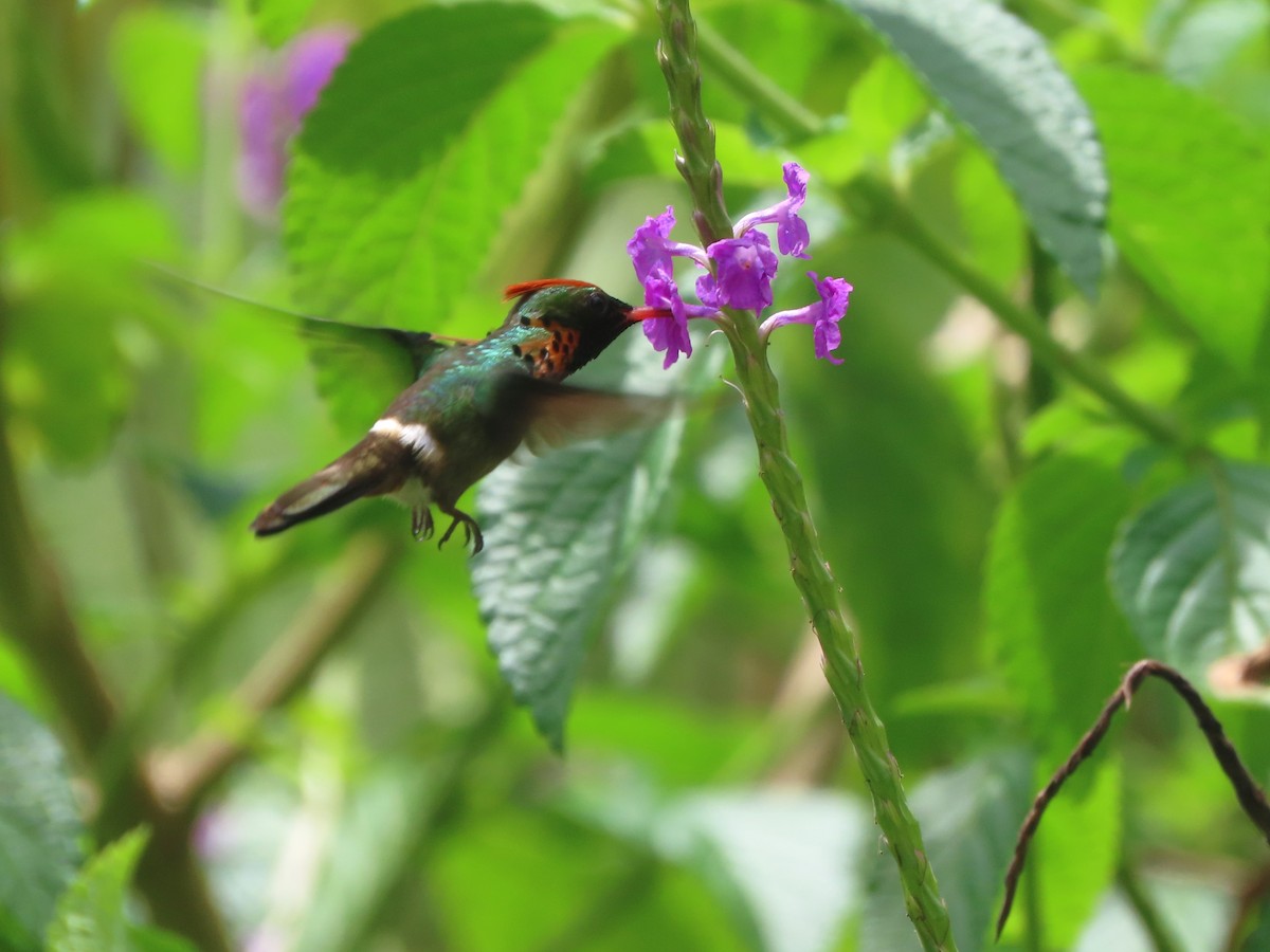 Tufted Coquette - ML623550238