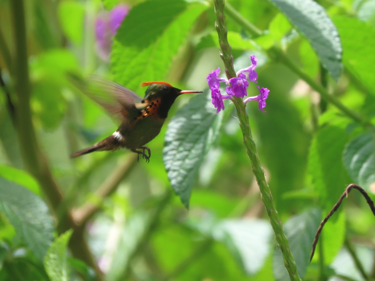 Tufted Coquette - ML623550239