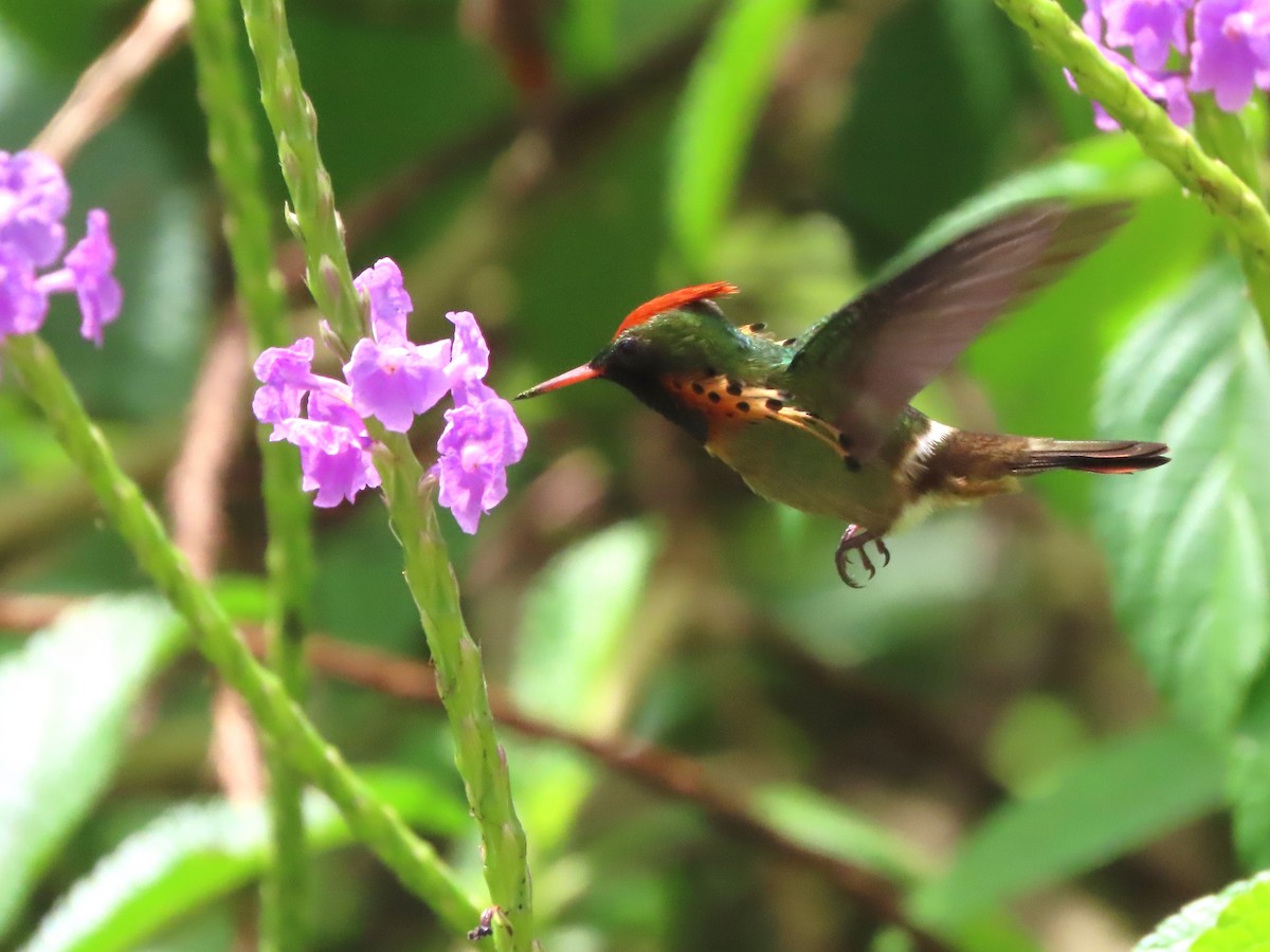 Tufted Coquette - ML623550240