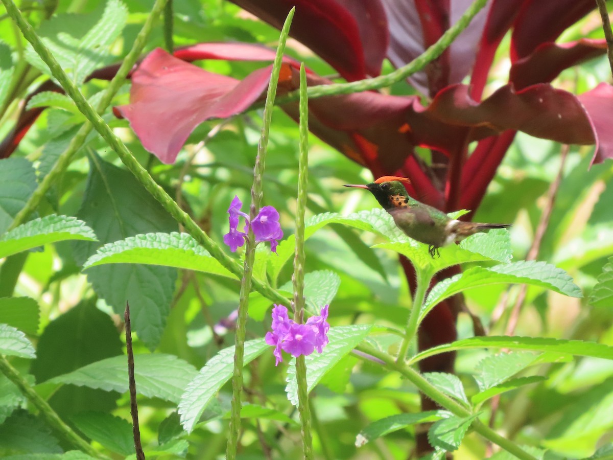 Tufted Coquette - ML623550241