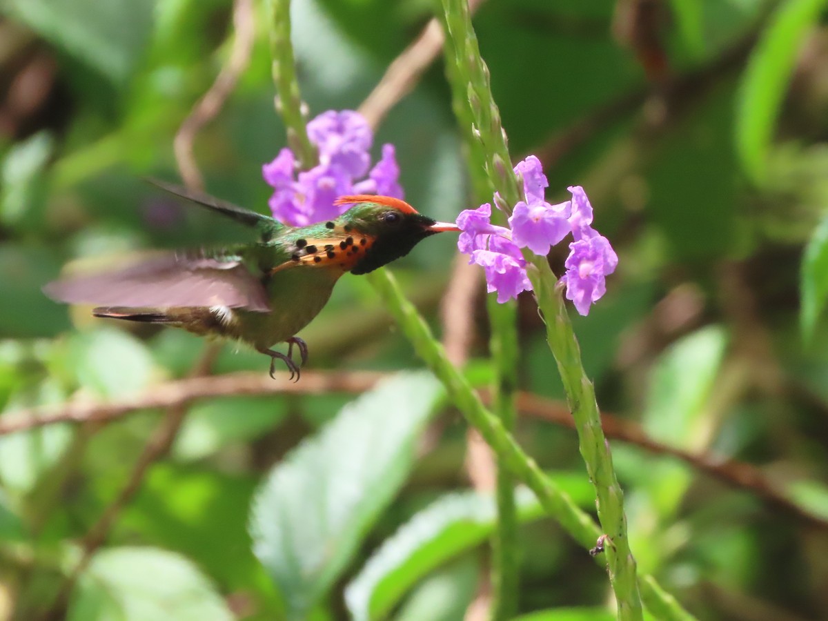 Tufted Coquette - ML623550242