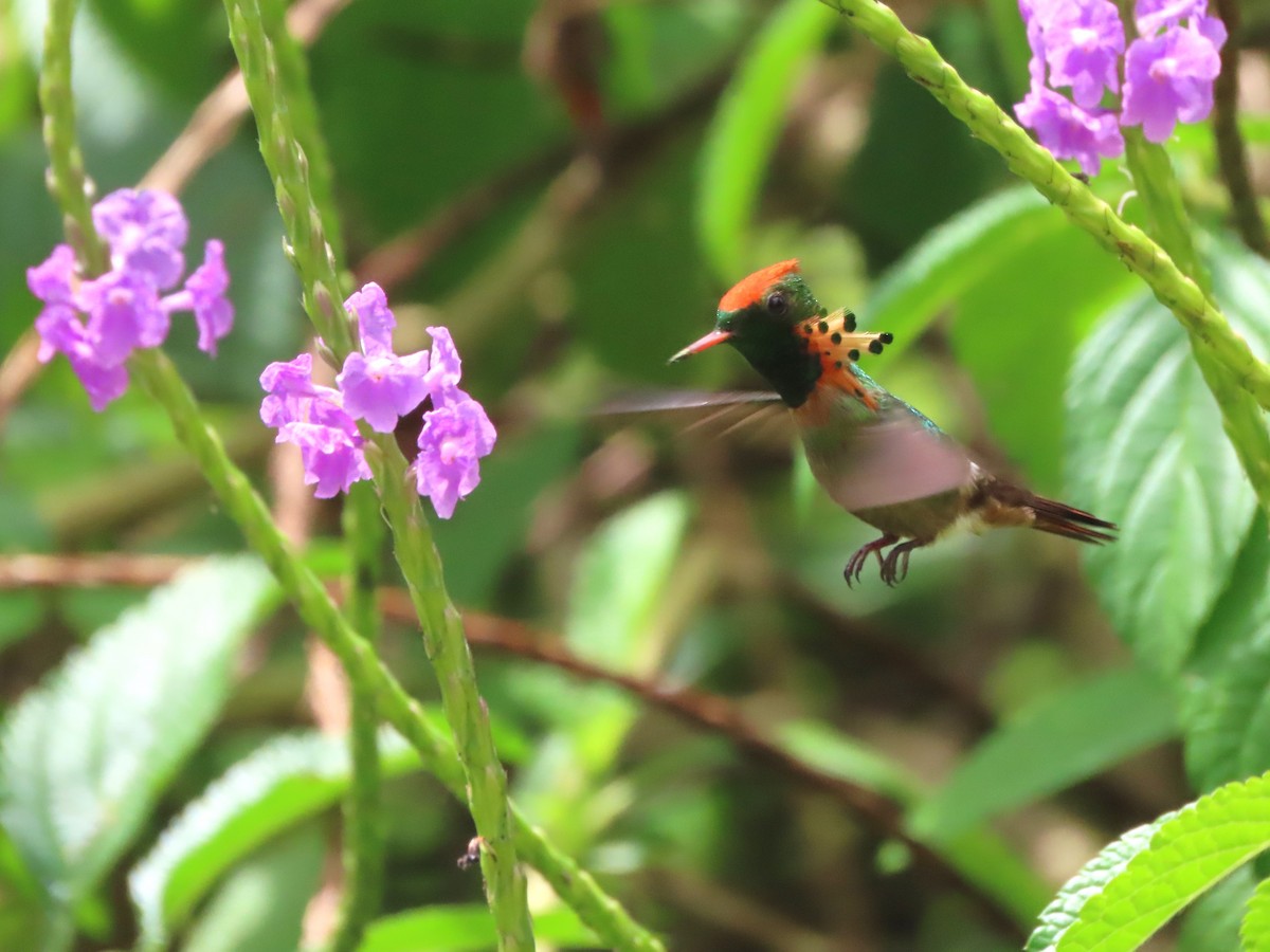 Tufted Coquette - ML623550243