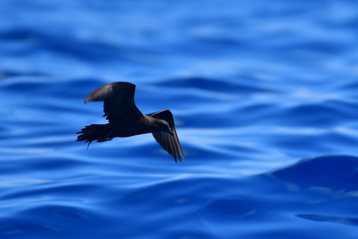 Bulwer's Petrel - ML623550381