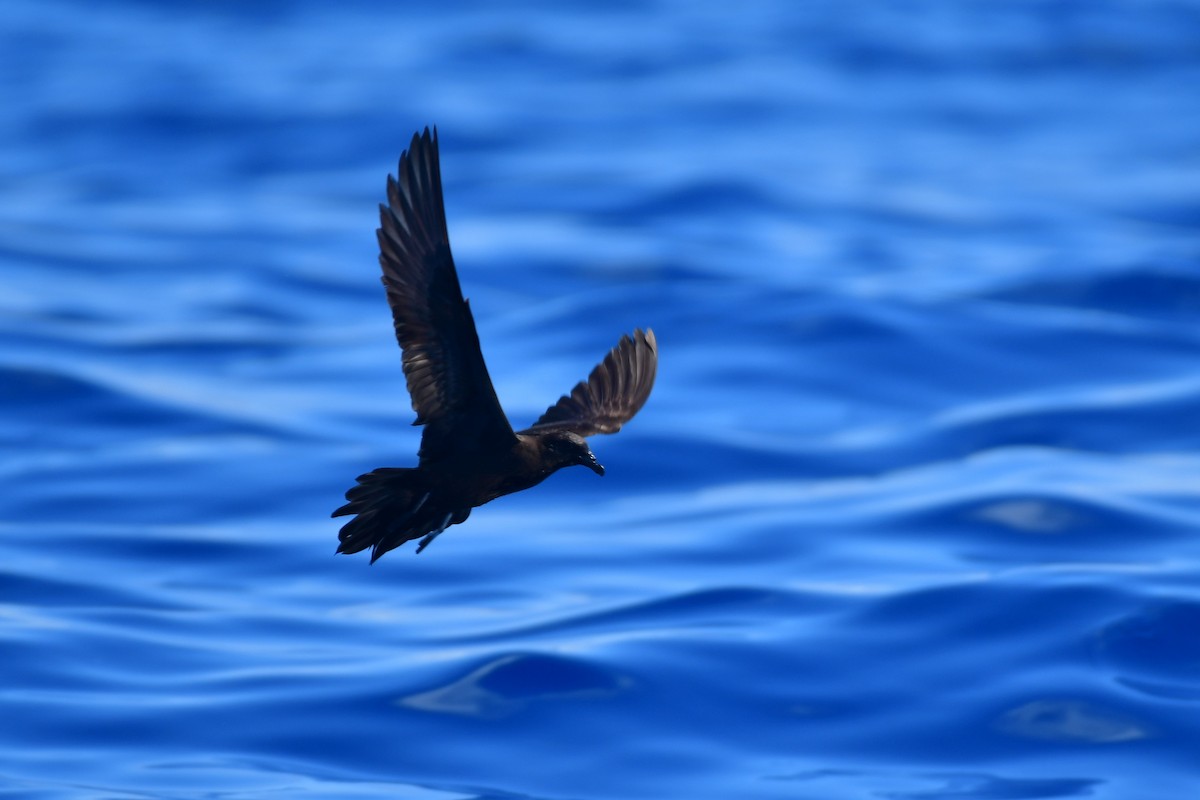 Bulwer's Petrel - ML623550382