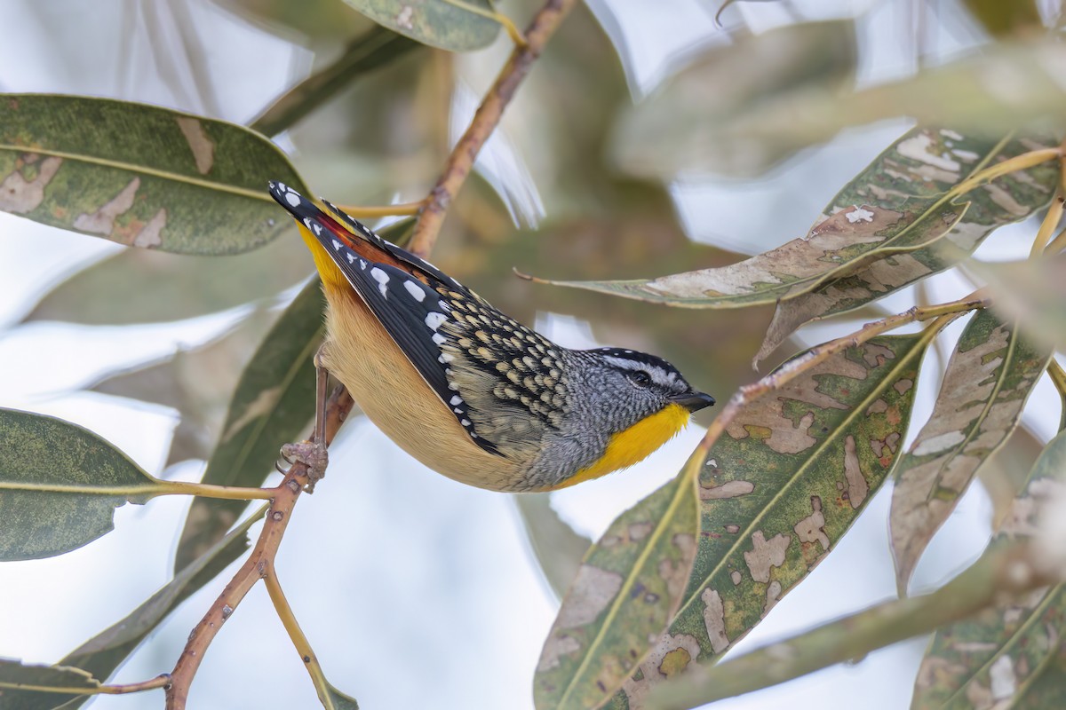 Fleckenpanthervogel - ML623550439