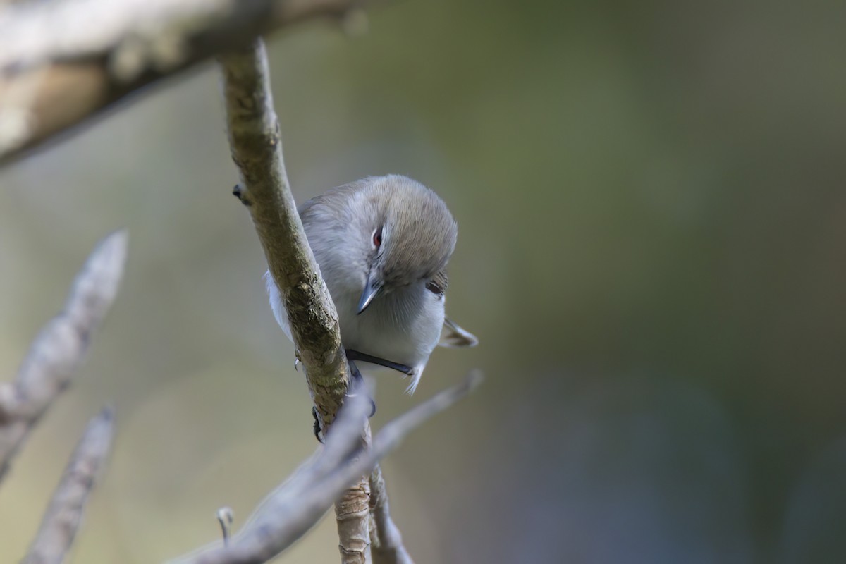 Western Gerygone - Andreas Heikaus