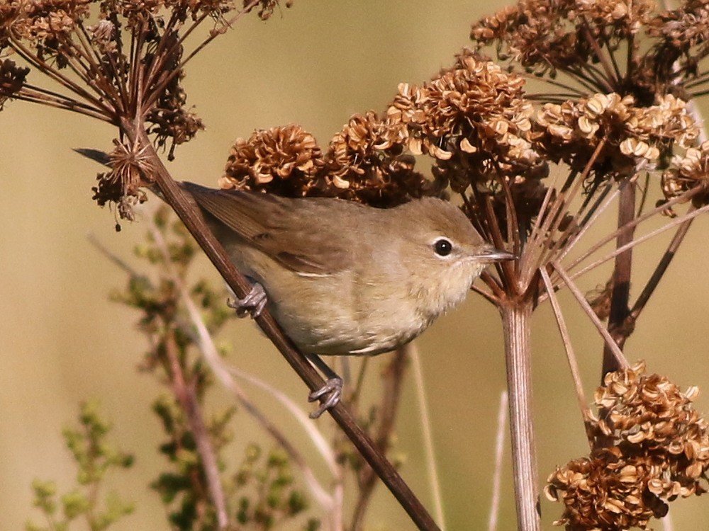 Garden Warbler - ML623550466