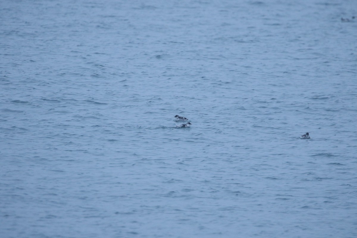 Pigeon Guillemot - ML623550471