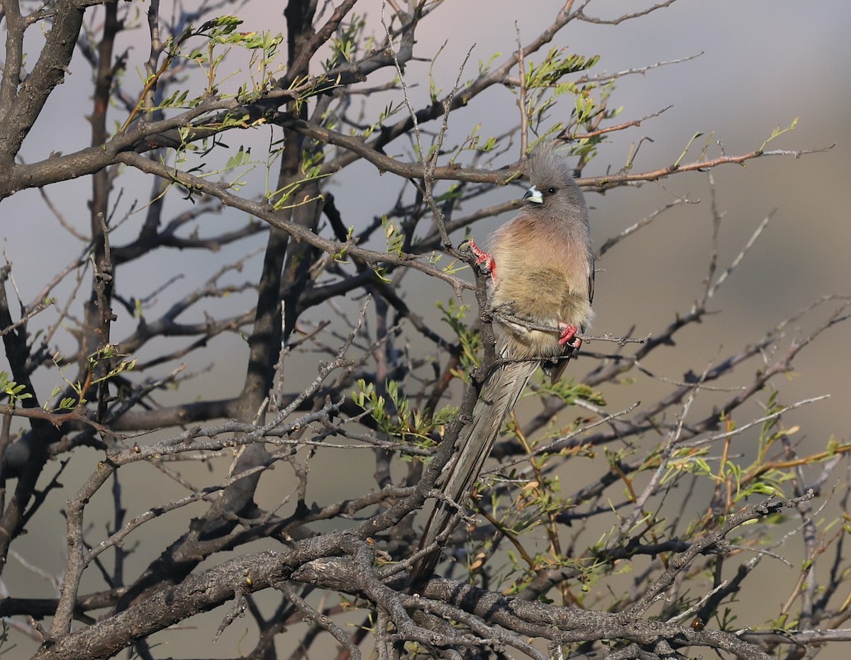 White-backed Mousebird - ML623550501