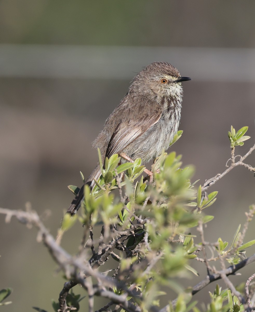 Karoo Prinia - ML623550513