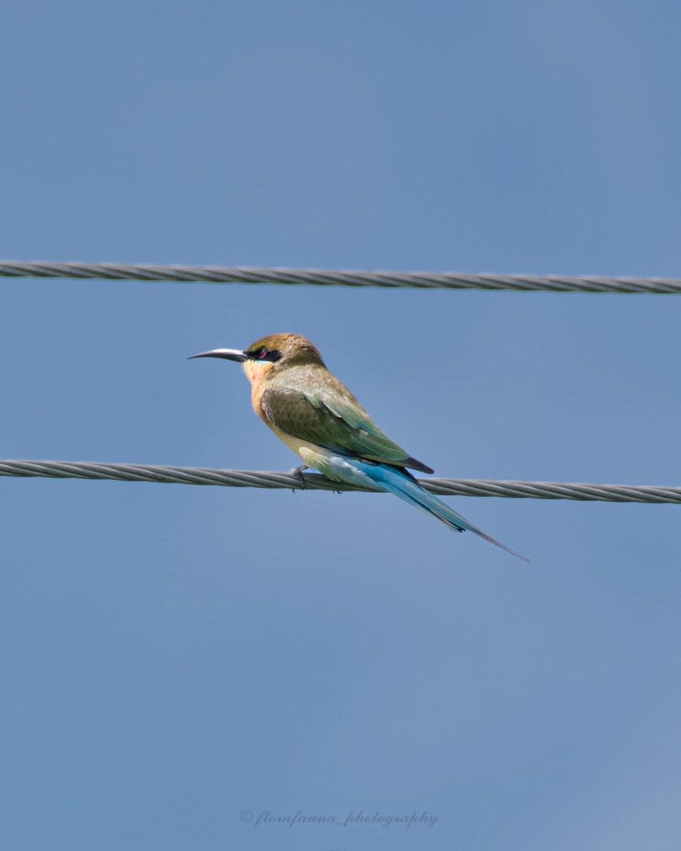 Blue-tailed Bee-eater - ML623550553