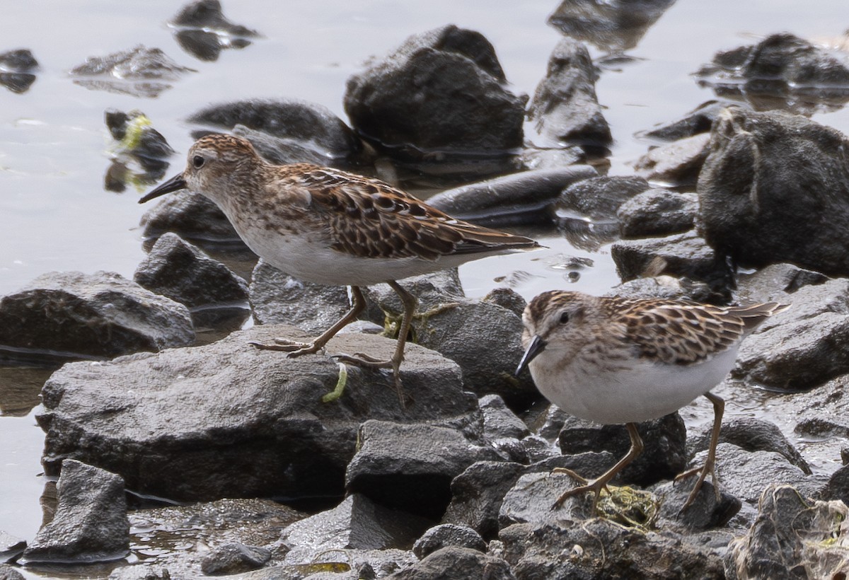 Least Sandpiper - ML623550604