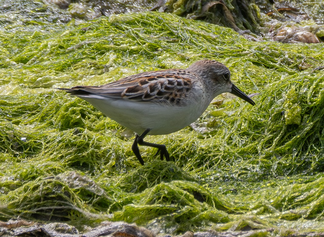 Western Sandpiper - ML623550606