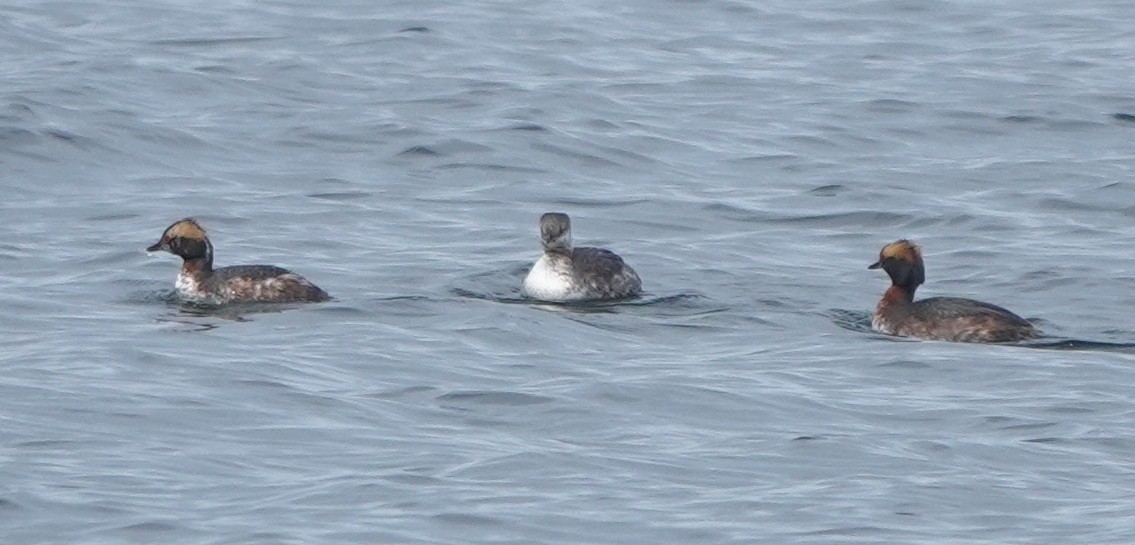 Horned Grebe - Matt Dufort