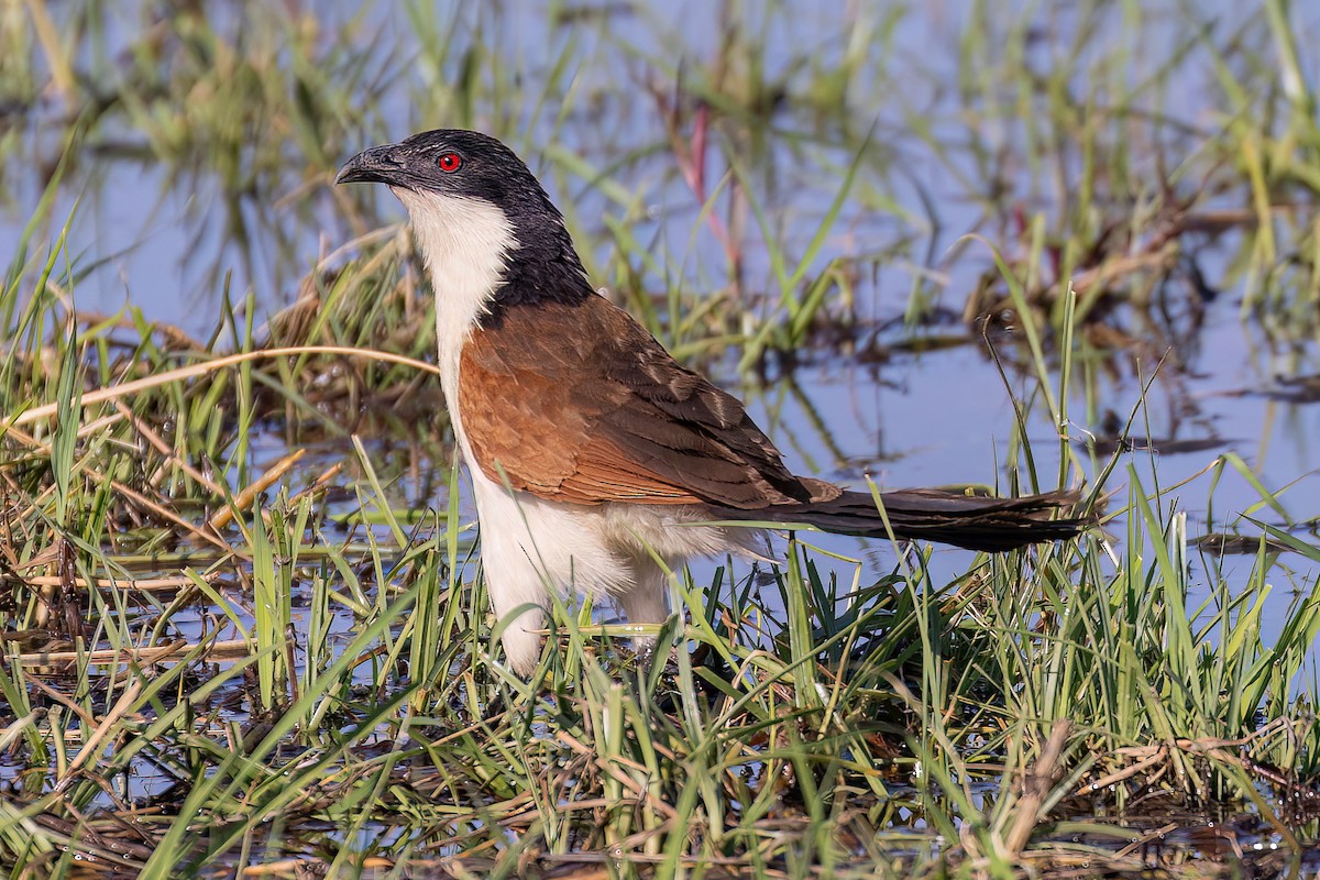 Coppery-tailed Coucal - ML623550635