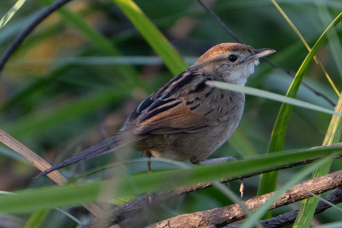 Tawny Grassbird - ML623550783