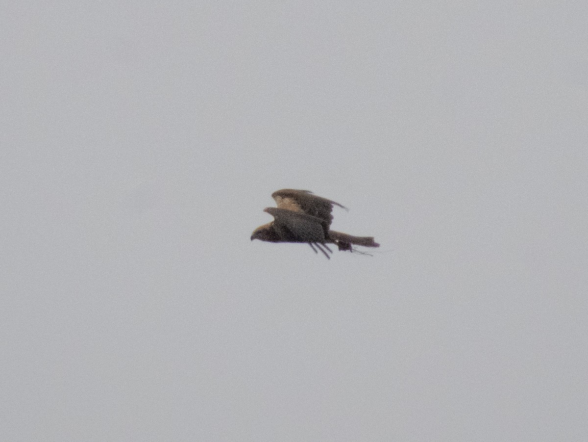 Western Marsh Harrier - ML623550802