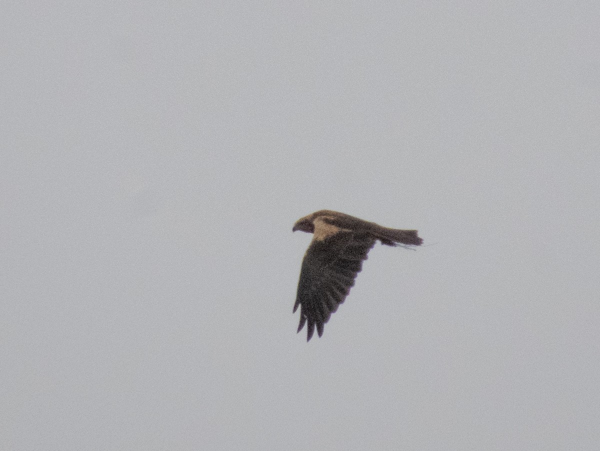 Western Marsh Harrier - ML623550804