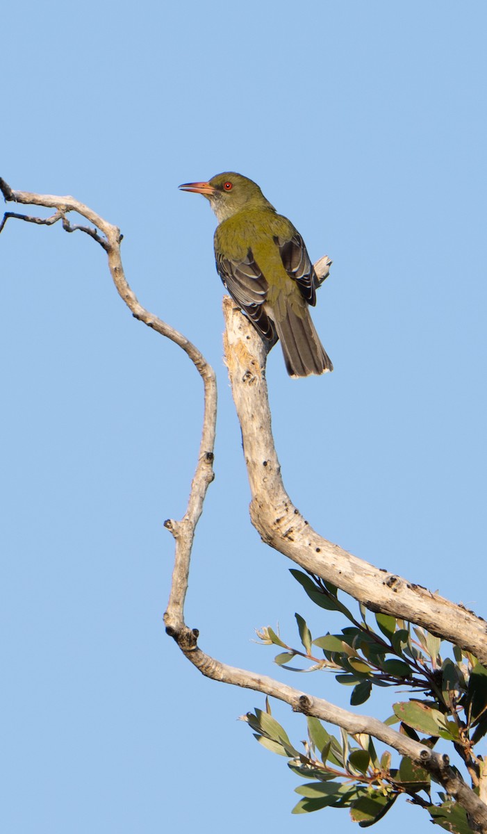 Olive-backed Oriole - ML623550806