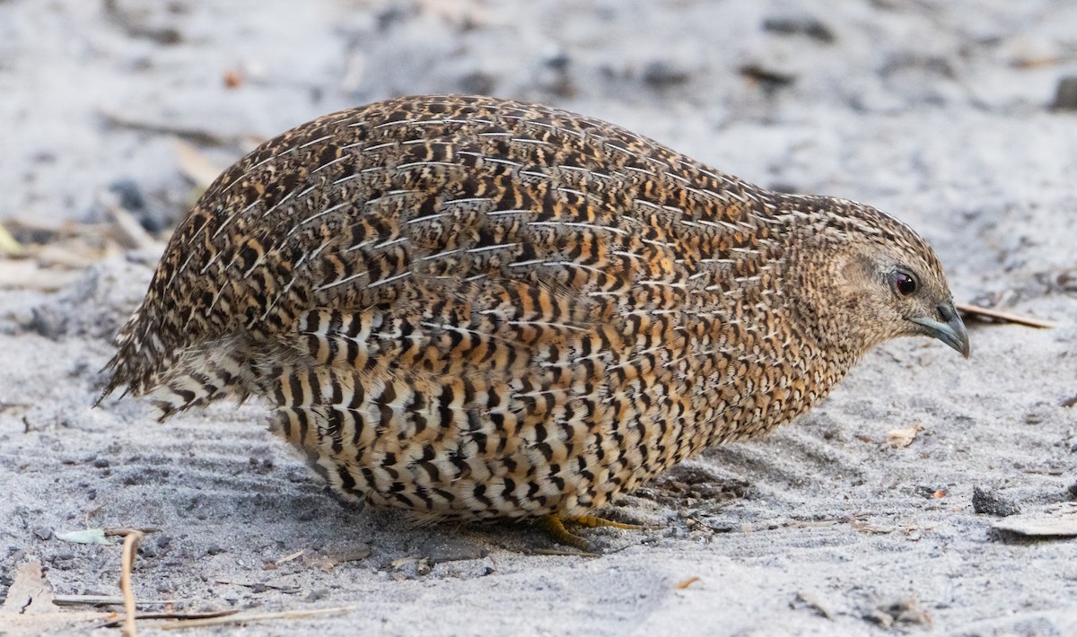 Brown Quail - ML623550813