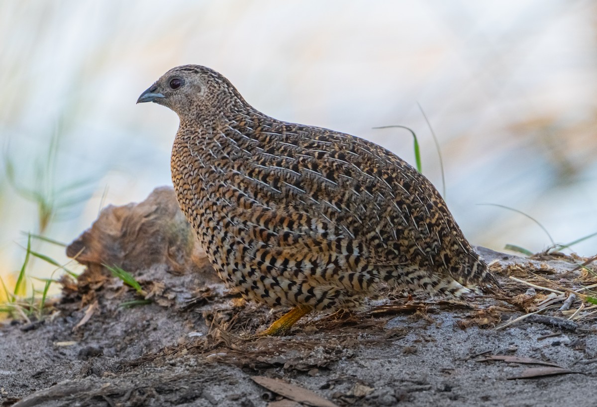 Brown Quail - ML623550814