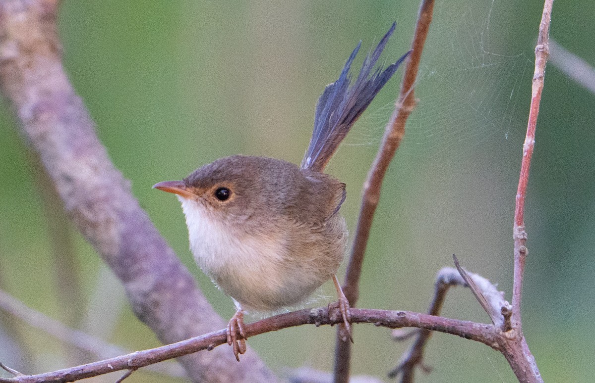 Red-backed Fairywren - ML623550819