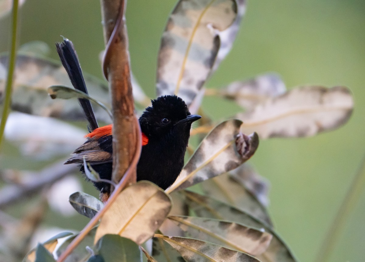 Red-backed Fairywren - ML623550820