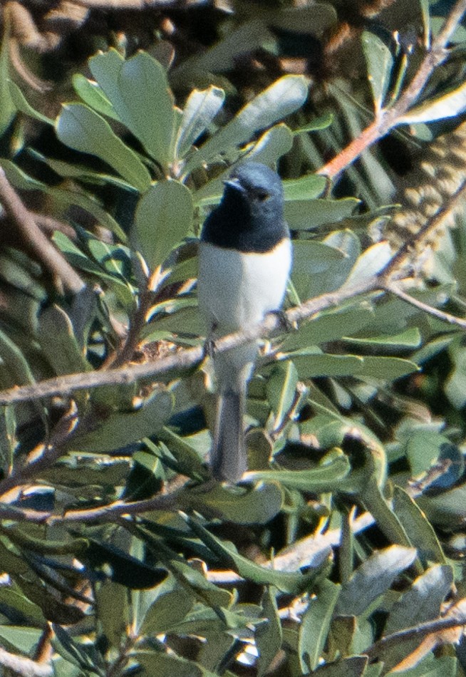 Leaden Flycatcher - ML623550856