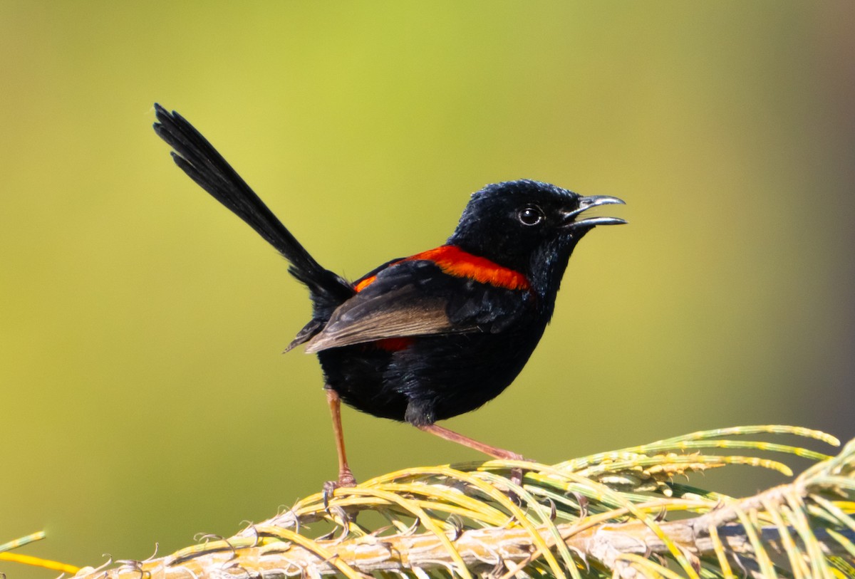 Red-backed Fairywren - ML623550857