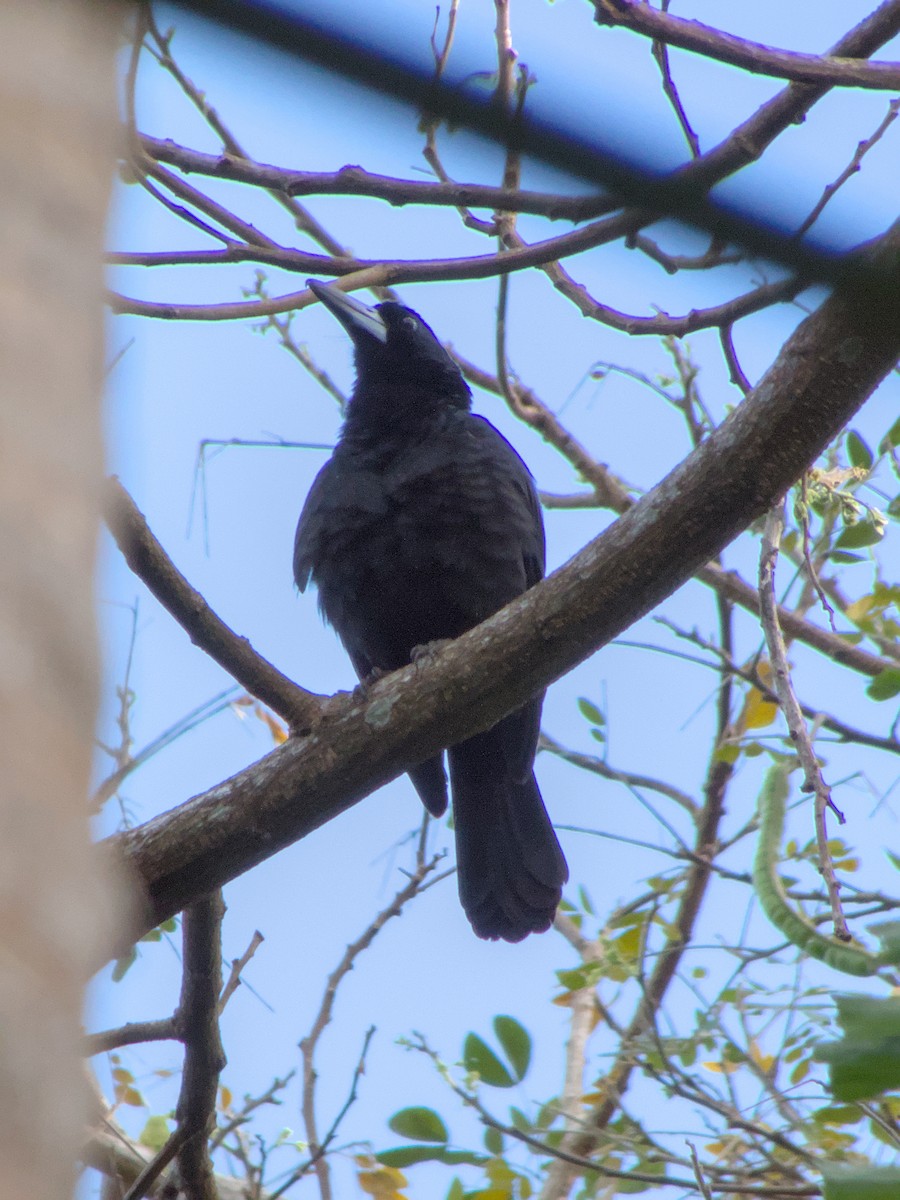 Black Butcherbird - adam graham