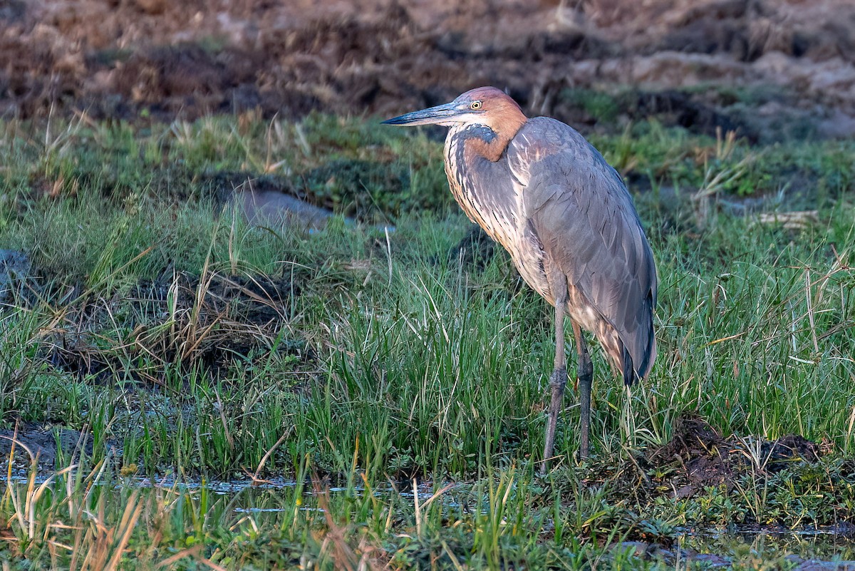 Goliath Heron - ML623550918