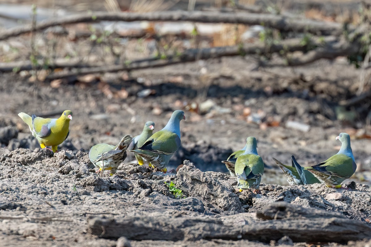 African Green-Pigeon (African) - ML623550921