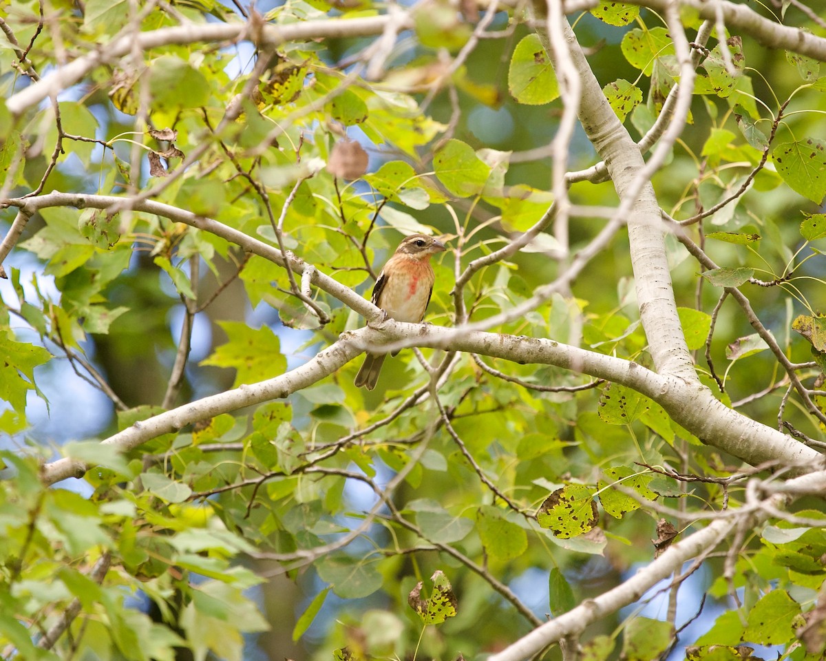 Rose-breasted Grosbeak - ML623550951