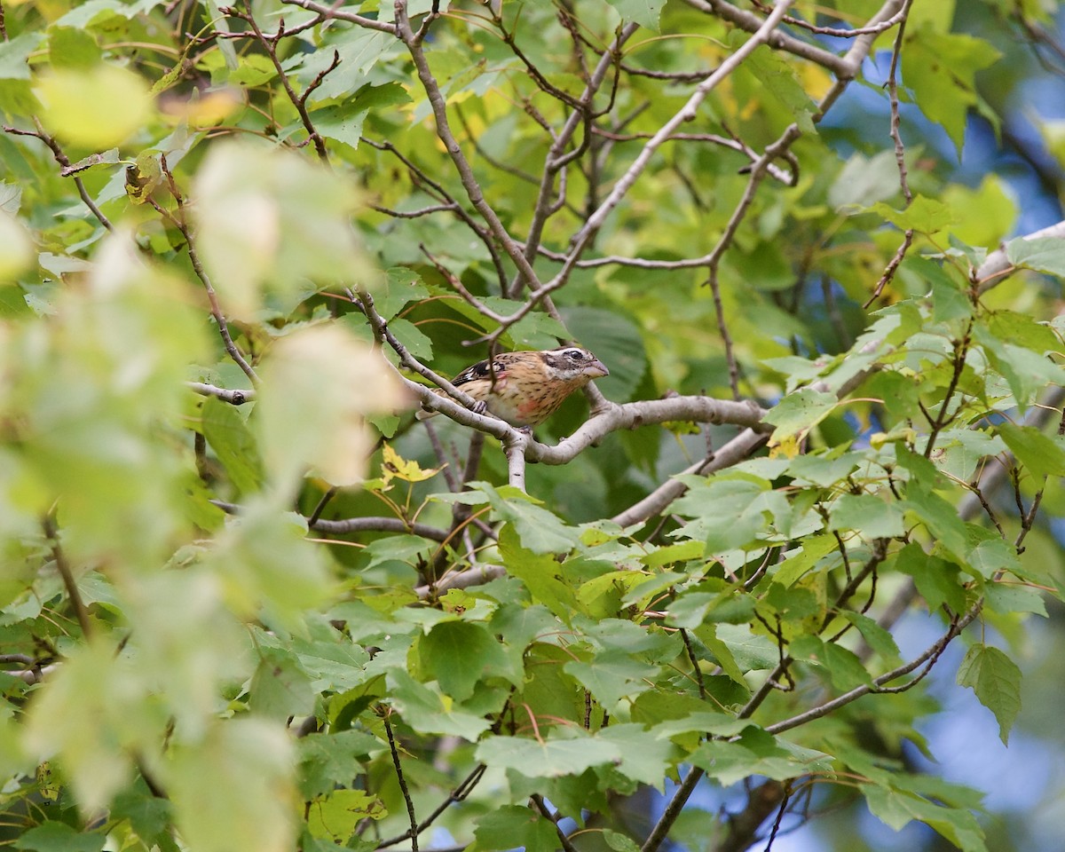 Rose-breasted Grosbeak - ML623550952
