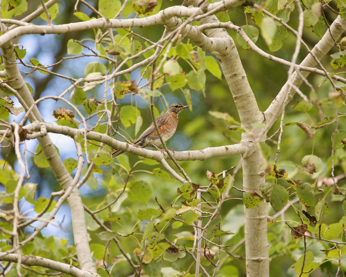 American Robin - ML623550954