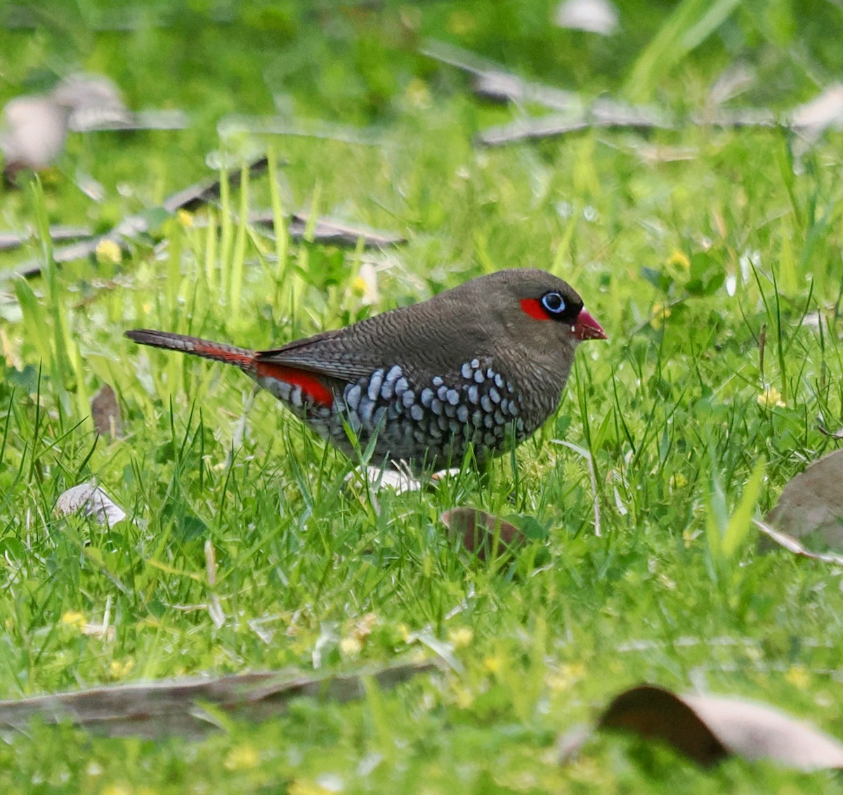 Red-eared Firetail - ML623550972